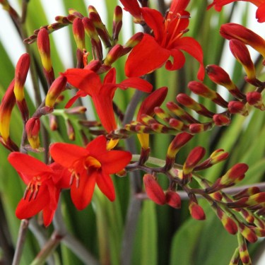 Crocosmia 'Lucifer'