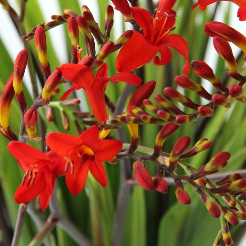 Crocosmia 'Lucifer'