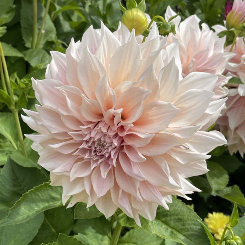 Dahlia Cafe au Lait