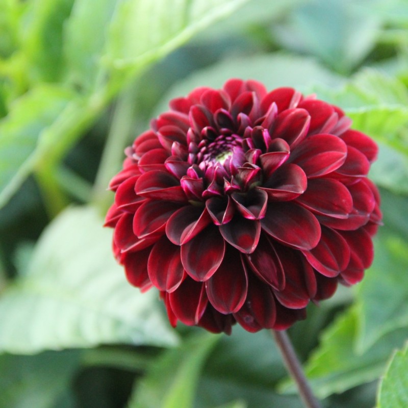 Dahlia 'Dark Spirit'