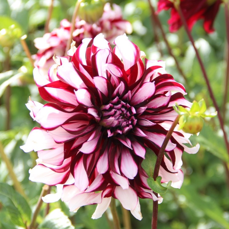Dahlia 'Tartan'