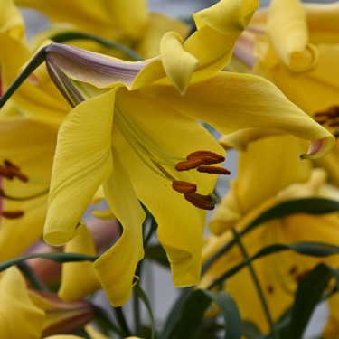 Lilium 'Golden Splendour'