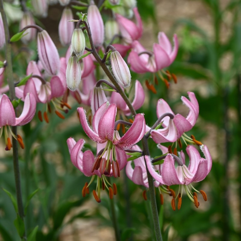Lilium martagon 'Candy Morning'