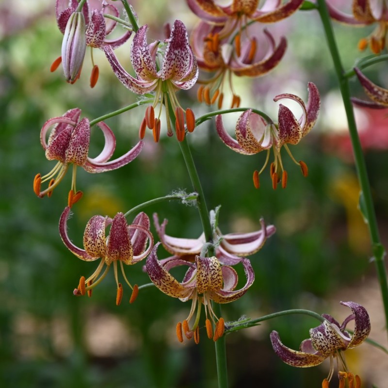 Lilium martagon 'Alberta Morning'