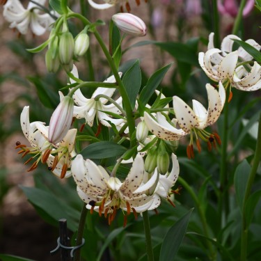 Lilium martagon 'Albi Morning'