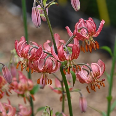 Lilium martagon 'Manitoba Morning'