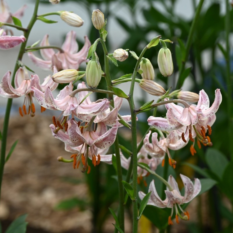 Lilium martagon 'Pink Morning'