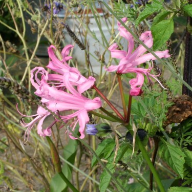 Nerine bowdenii 