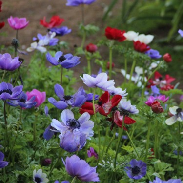 Anemone coronaria 'De Caen'