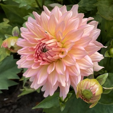 Dahlia 'Gallery Leonardo' ®