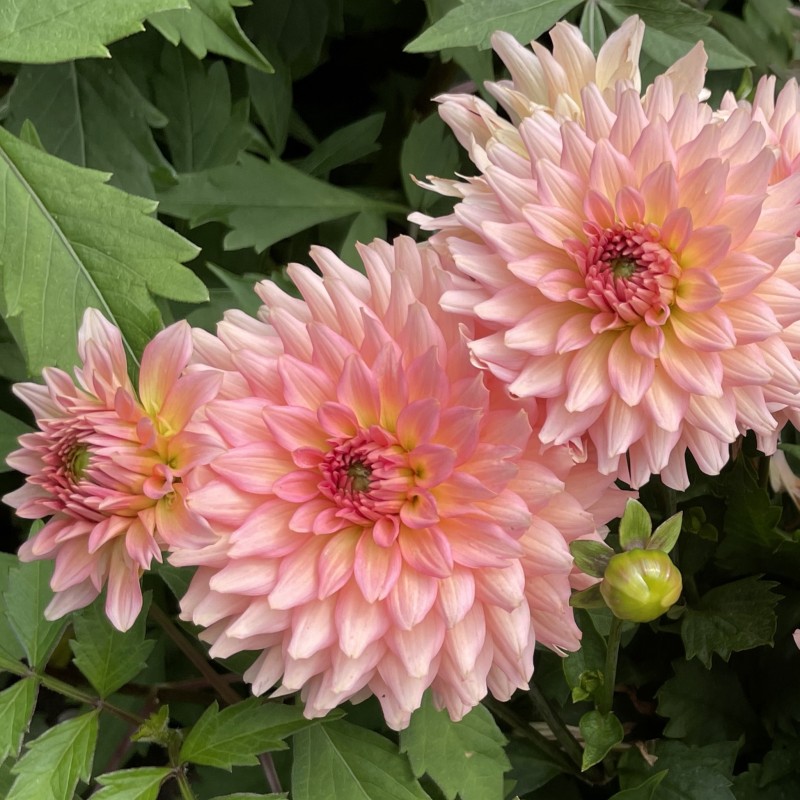 Dahlia 'Gallery Leonardo' ®