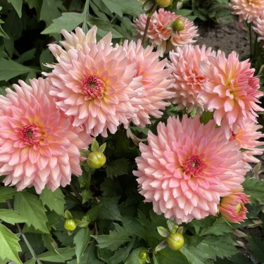 Dahlia 'Gallery Leonardo' ®