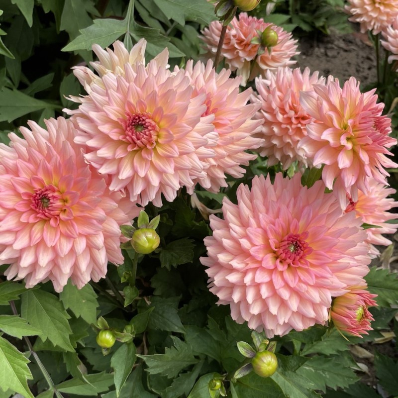 Dahlia 'Gallery Leonardo' ®