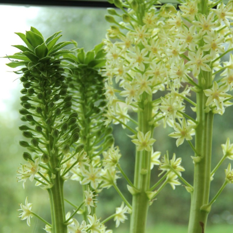 Eucomis pallidiflora subsp. pole-evansii