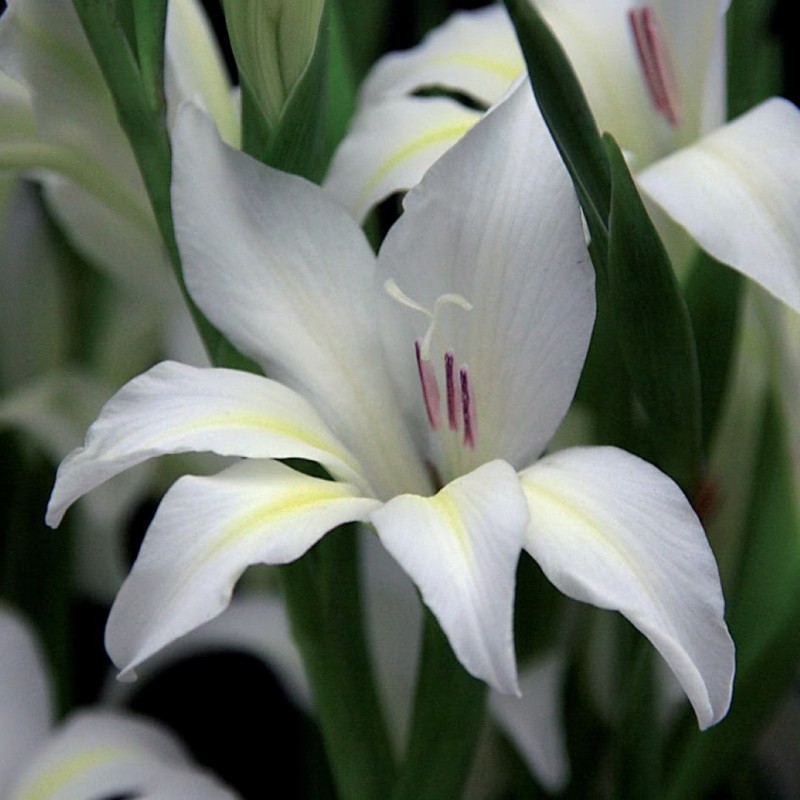 Gladiolus colvillei 'Albus'