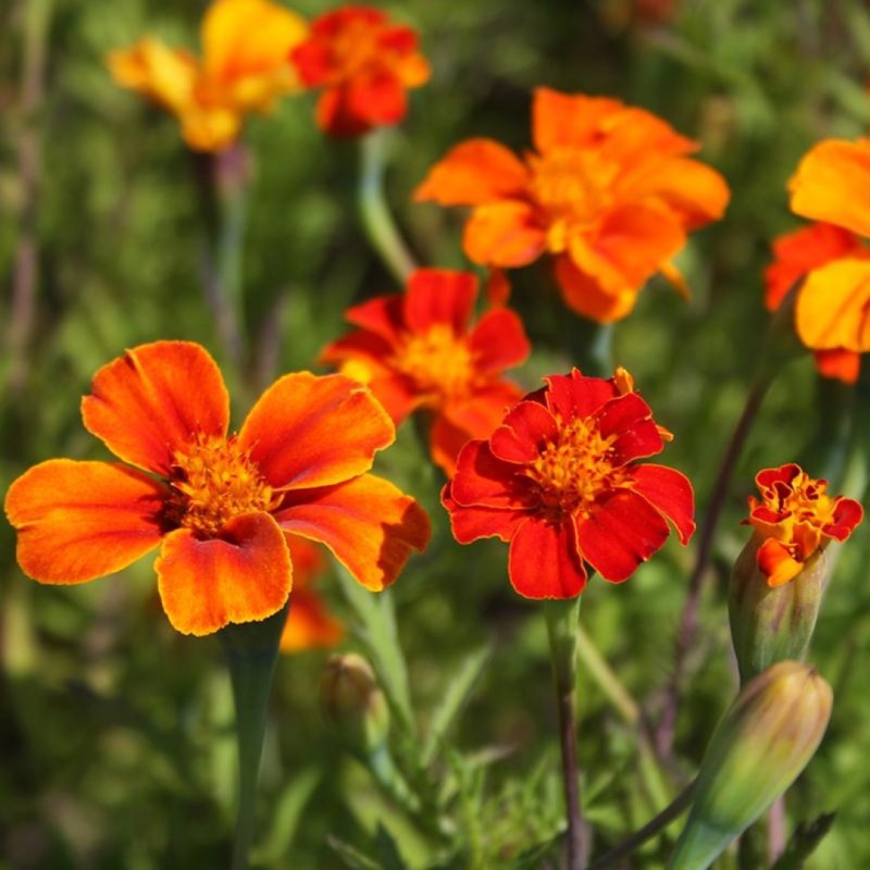 Tagetes patula, Afrikaantje wild -zaden-