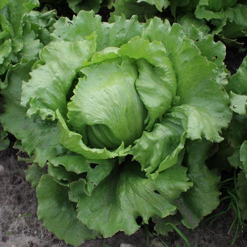 IJsbergsla, Lactuca sativa 'Saladin' -zaden-