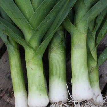 Prei,  Allium ampeloprasum var. porrum 'Herfstreuzen' -zaden-