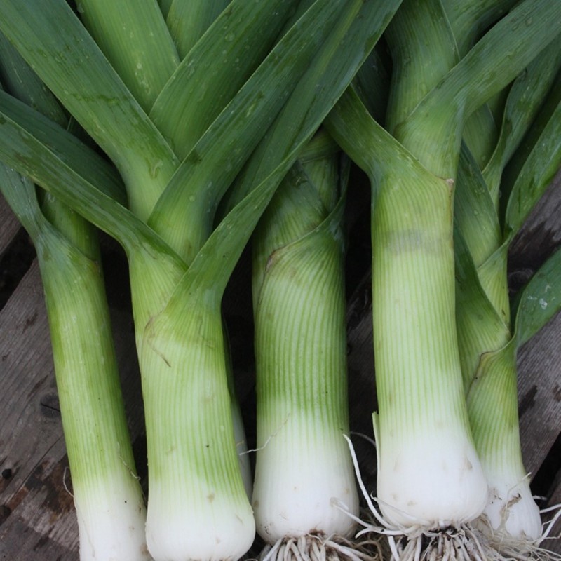 Prei,  Allium ampeloprasum var. porrum 'Herfstreuzen' -zaden-