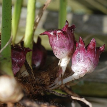 Aspidistra sichuanensis 'Ichi Mori Ji’