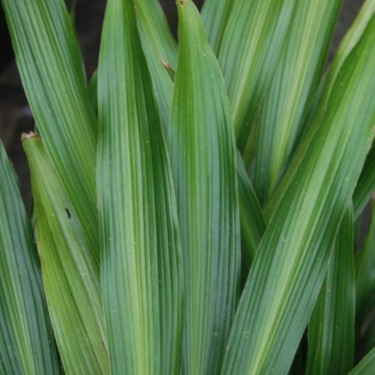 Aspidistra sichuanensis 'Ichi Mori Ji’