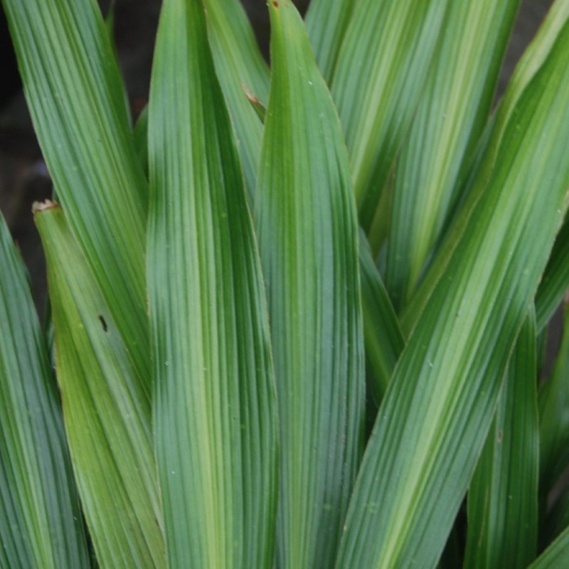 Aspidistra sichuanensis 'Ichi Mori Ji’