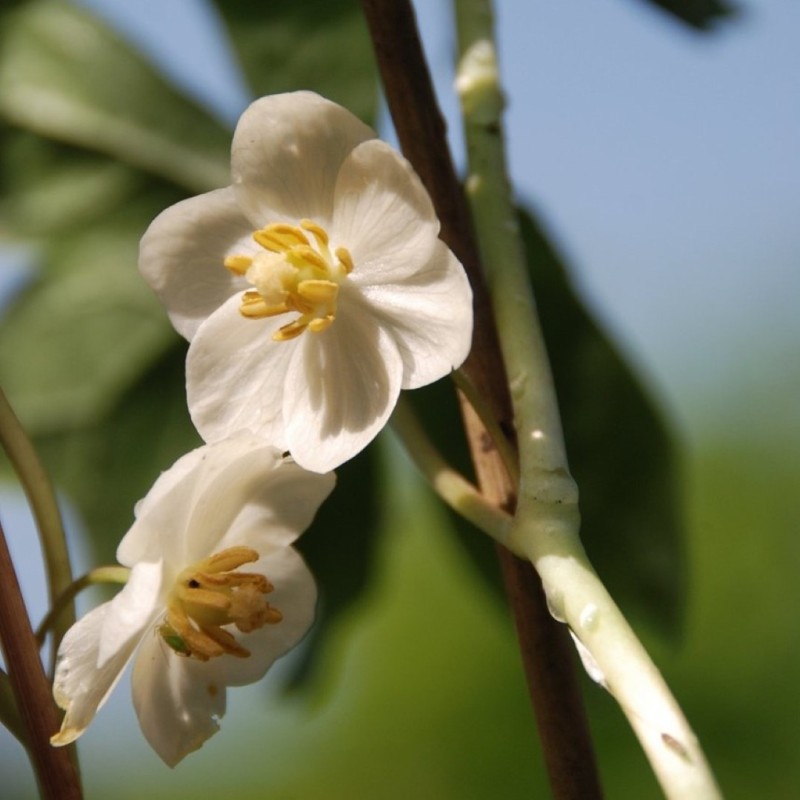 Sinopodophyllum hexandrum var. chinense