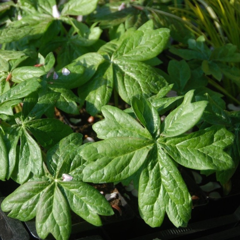 Sinopodophyllum hexandrum var. chinense