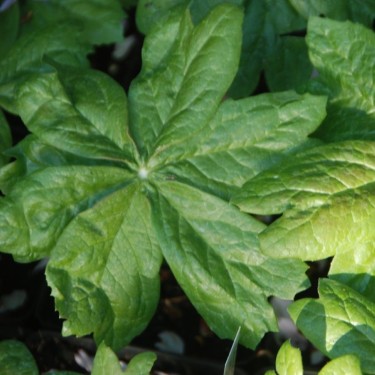Sinopodophyllum hexandrum var. chinense