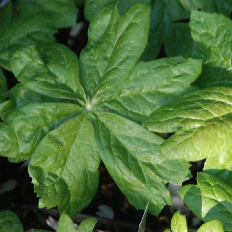 Sinopodophyllum hexandrum var. chinense