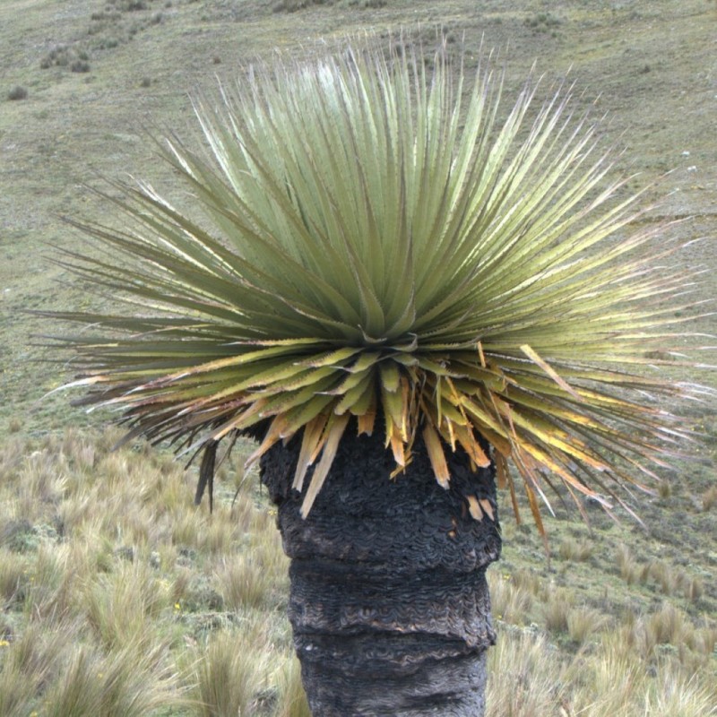 Puya raimondii
