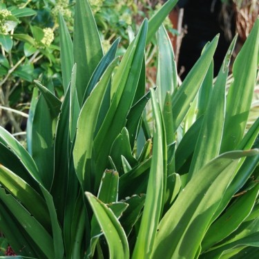 Rohdea japonica 'Marginata'