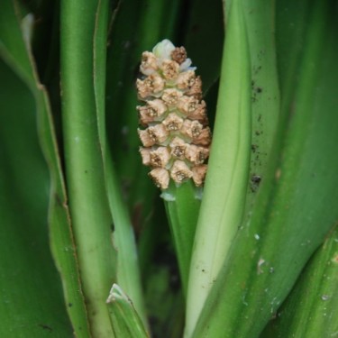 Rohdea japonica 'Marginata'