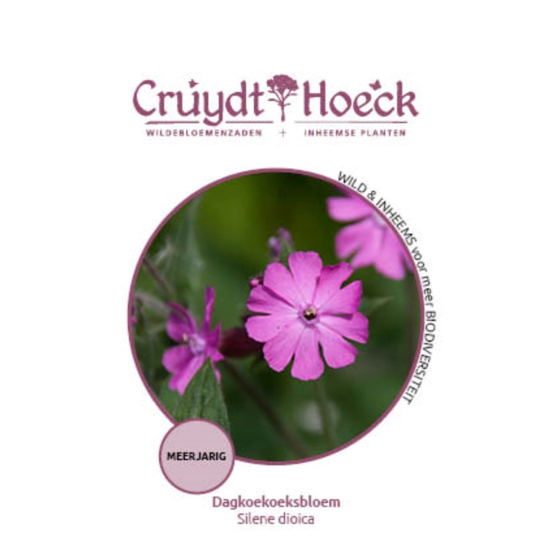 Dagkoekoeksbloem - Silene dioica