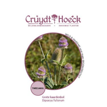 Grote kaardenbol - Dipsacus fullonum