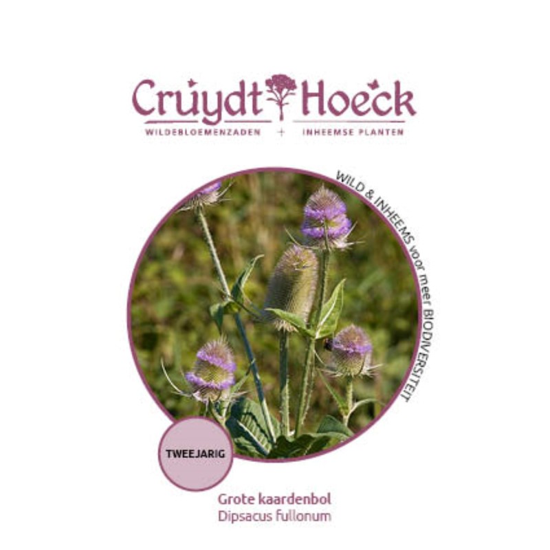 Grote kaardenbol - Dipsacus fullonum