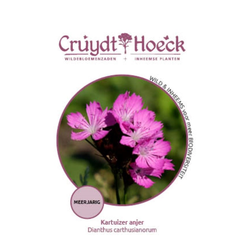 Kartuizer anjer - Dianthus carthusianorum
