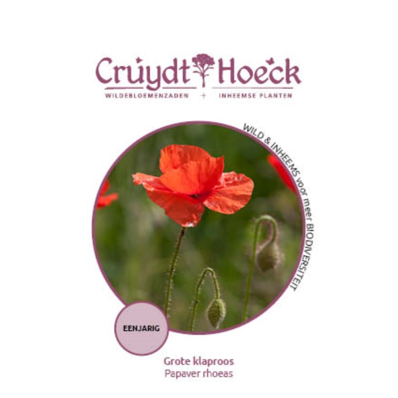 Grote klaproos - Papaver rhoeas