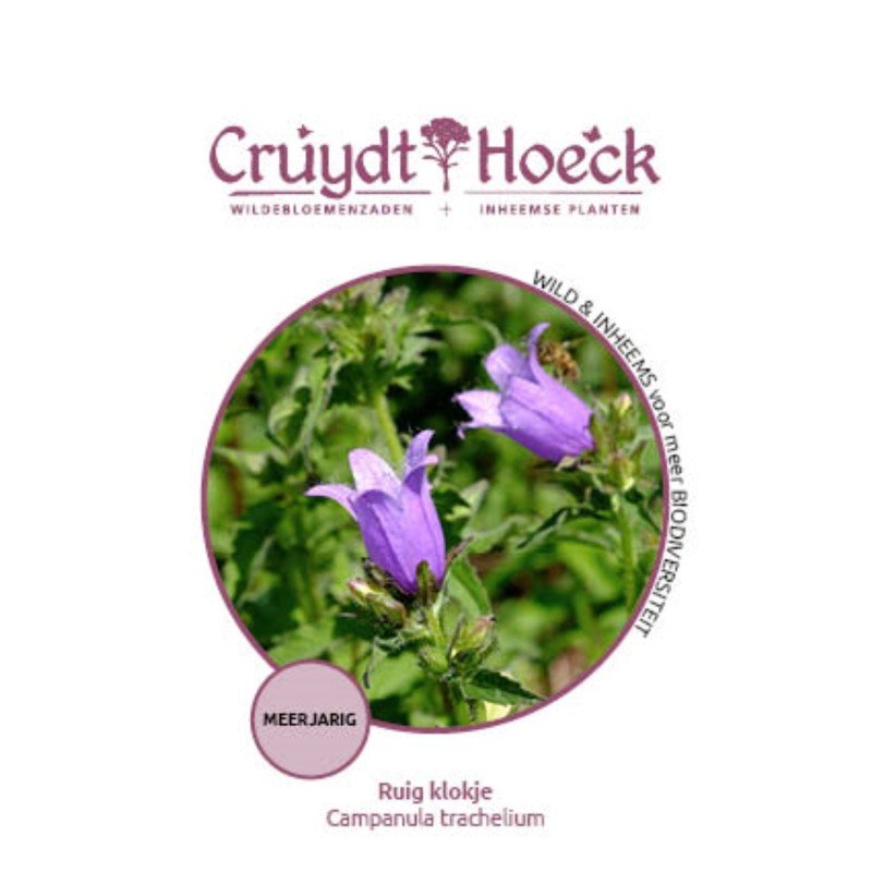Ruig klokje - Campanula trachelium
