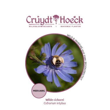 Wilde cichorei - Cichorium intybus