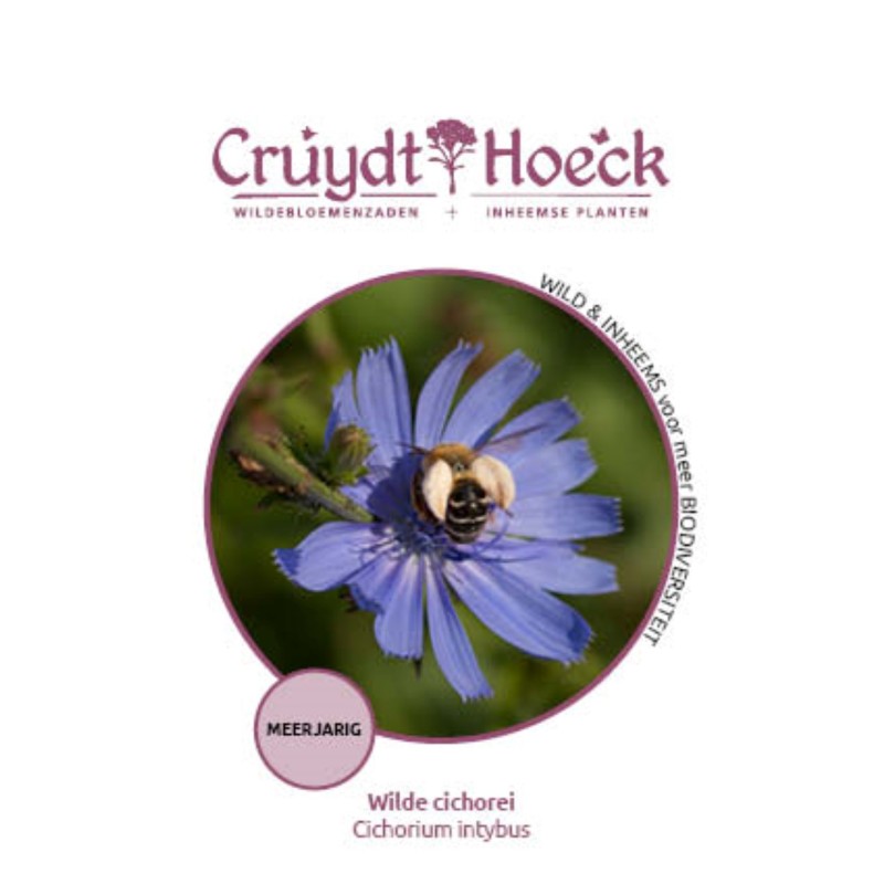 Wilde cichorei - Cichorium intybus