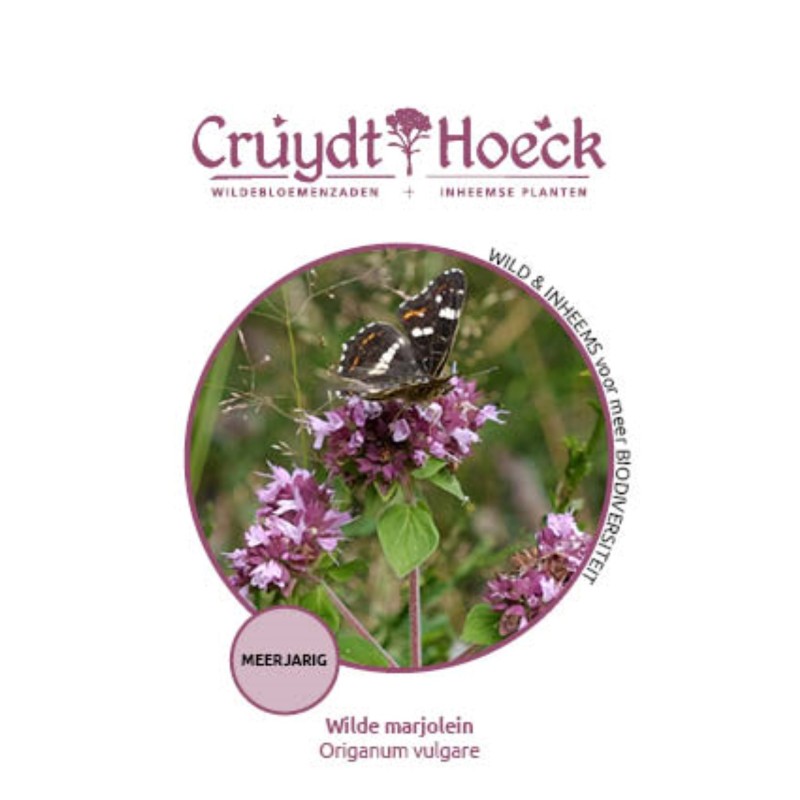 Wilde marjolein - Origanum vulgare