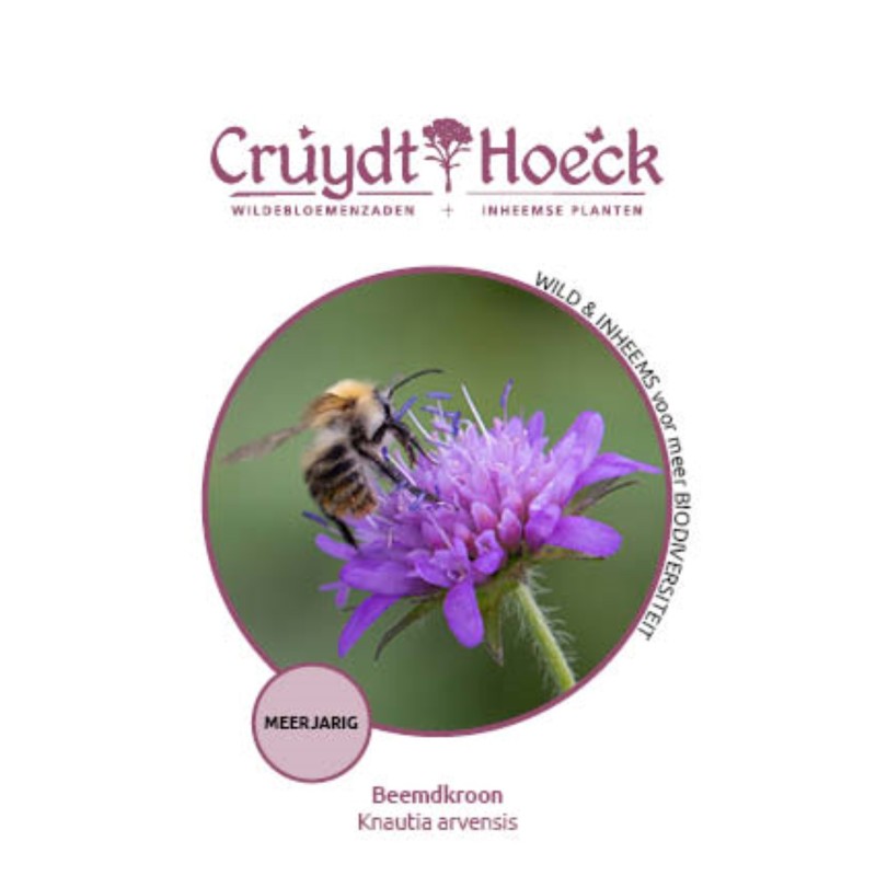 Beemdkroon - Knautia arvensis