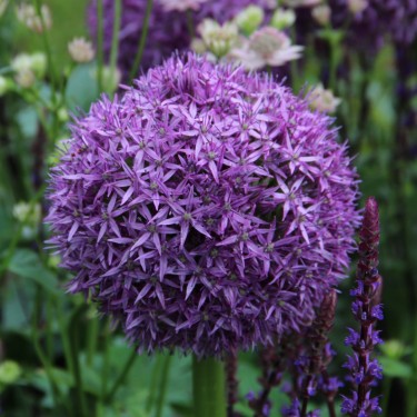 Allium 'Globemaster'