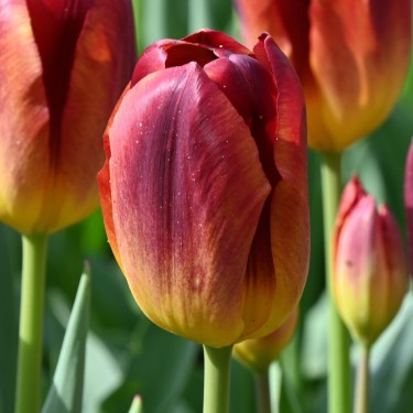 Tulipa 'Amberglow'