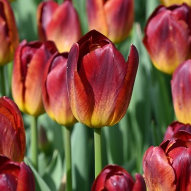 Tulipa 'Amberglow'