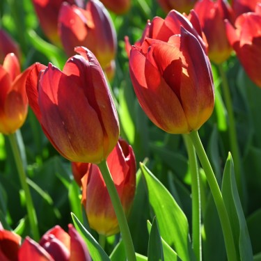 Tulipa 'Amberglow'