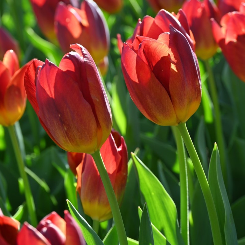 Tulipa 'Amberglow'