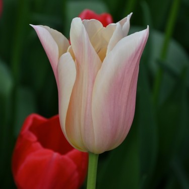 Tulipa 'Sanne'