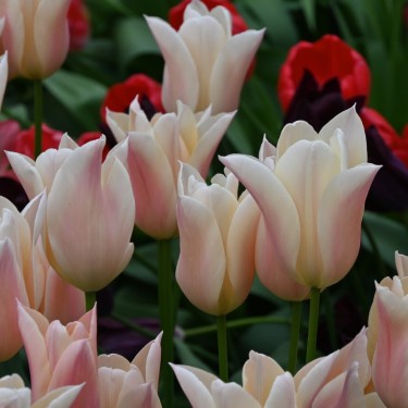 Tulipa 'Sanne'